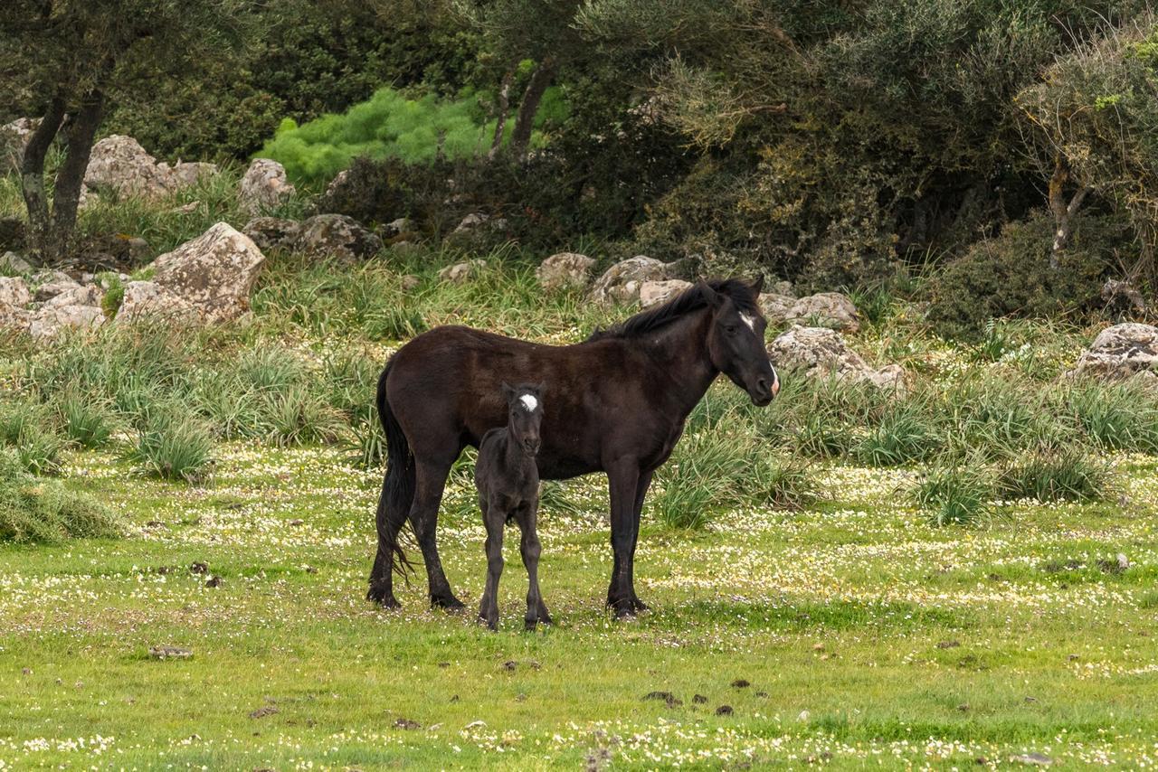 Diffuso Il Mandorlo Baressa